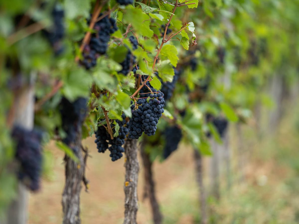 Weinberge des Weinguts Jung Dahlen in Eltville-Erbach, Route Naturblick